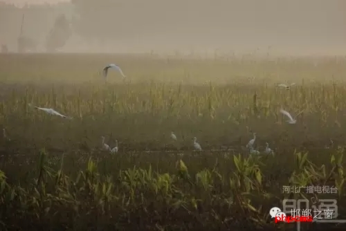 連日來,一群約有40只的白鷺棲息在邯鄲廣平縣東張孟鄉附近的一片玉米田地里。時而戲耍,時而自由自在地飛翔,它們描繪了一幅自然秀美的田園風景。